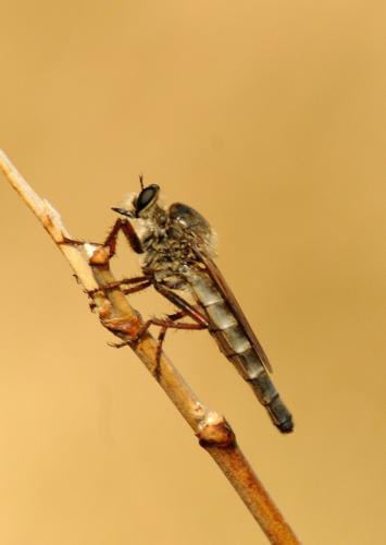 Stenopogon sp.