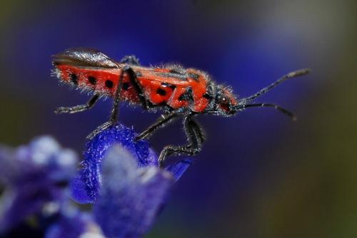 Corizus hyoscyami hyoscyami