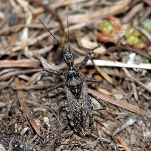 Réf. 38 510 : Coranus kerzhneri