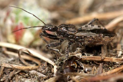 Réf. 38 511 : Coranus kerzhneri