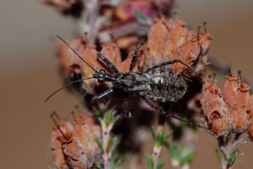 Réf. 38 009 : Coranus woodroffei
