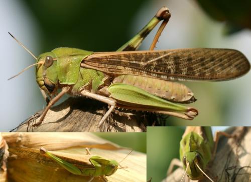 Réf. 38 211 : Locusta migratoria