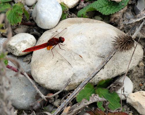 Réf. 38 247 : Crocothemis erythraea
