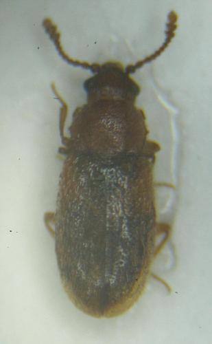 Cryptophagus sp.