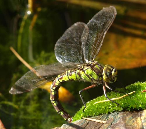 Aeshna cyanea
