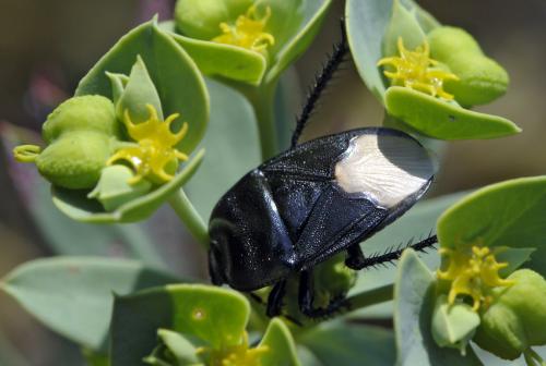 Cydnus aterrimus