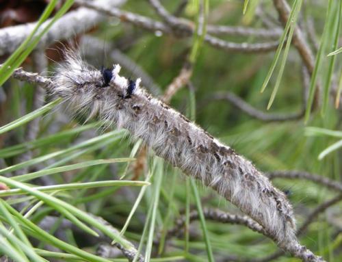 Dendrolimus pini