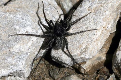 Pardosa sp.
