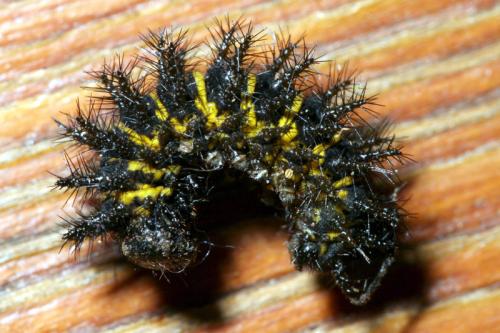 Euphydryas cynthia