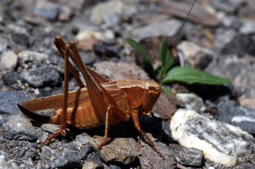 Platycleis sp.