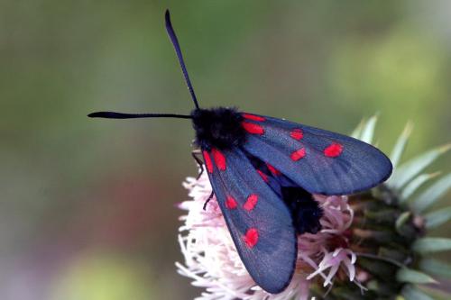 Réf. 38 282 : Zygaena filipendulae