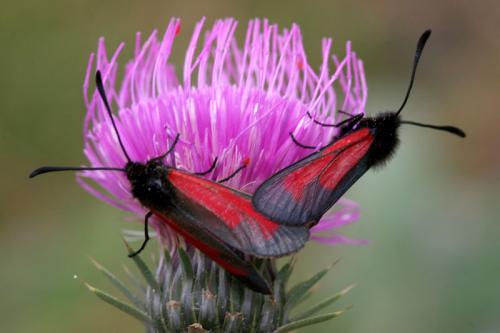 Zygaena purpuralis