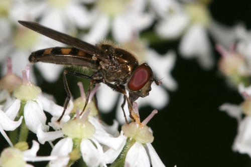 Réf. 38 663 : Platycheirus peltatus