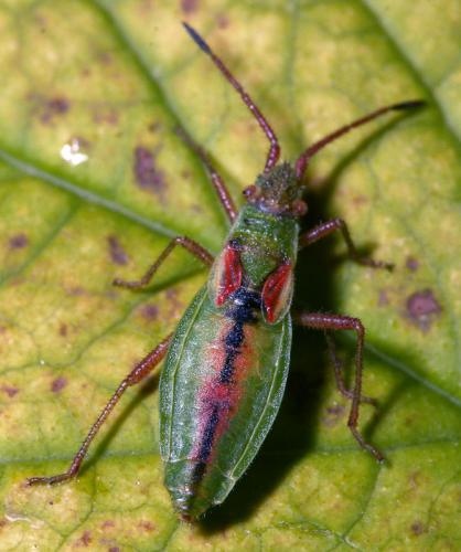 Réf. 38 591 : Myrmus miriformis