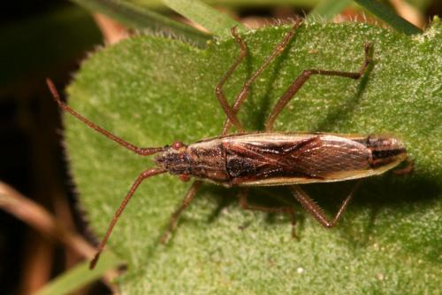 Réf. 38 604 : Myrmus miriformis