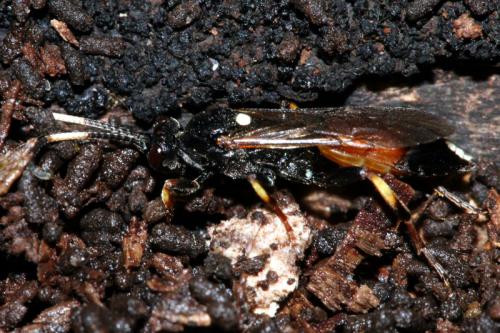 Réf. 38 826 : Ichneumoninae inconnu