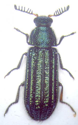 Réf. 38 386 : Melyris abdominalis