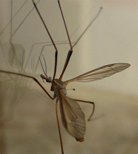 Tipula paludosa