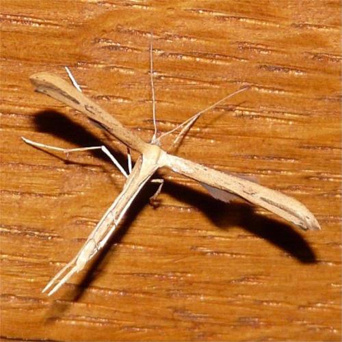 Réf. 38 993 : Emmelina sp.