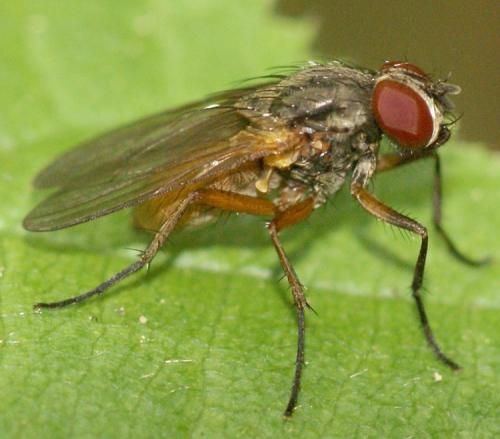 Fannia lustrator