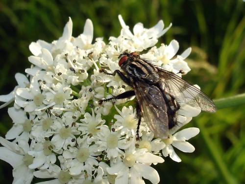 Sarcophaga sp.