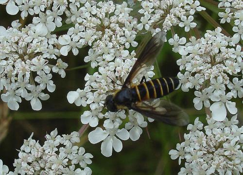 Lomatia sp.
