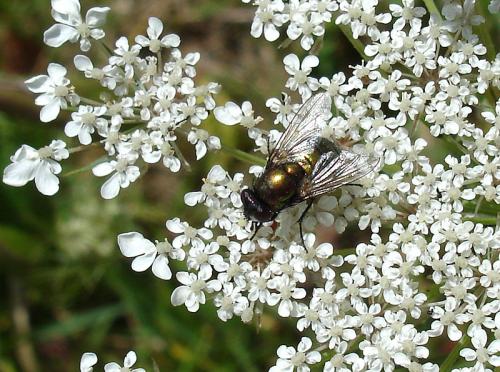 Neomyia sp.