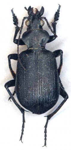 Réf. 38 951 : Calosoma sp.