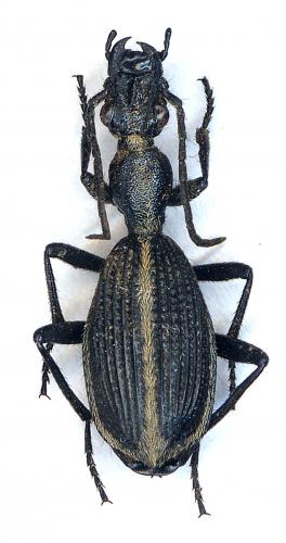 Réf. 38 953 : Cypholoba divisa