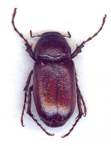 Schizonycha sp.
