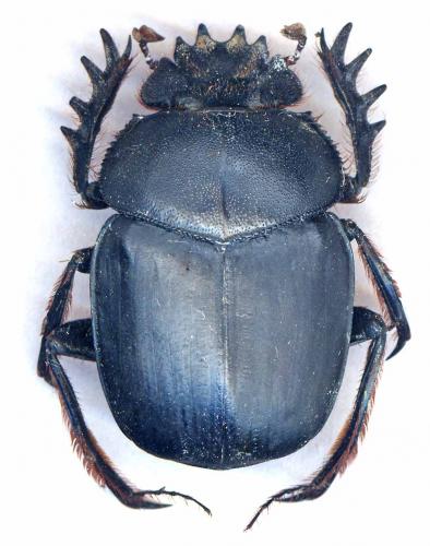 Scarabaeus isidis
