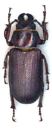 Réf. 38 972 : Cantharocnemis spondyloides