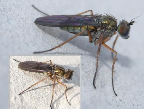 Campsicnemus crinitarsis