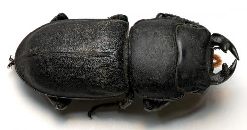 Réf. 38 579 : Dorcus parallelipipedus