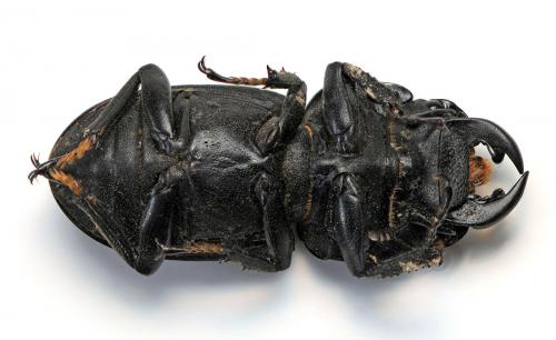 Réf. 38 580 : Dorcus parallelipipedus