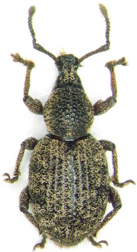 Réf. 38 427 : Otiorhynchus singularis