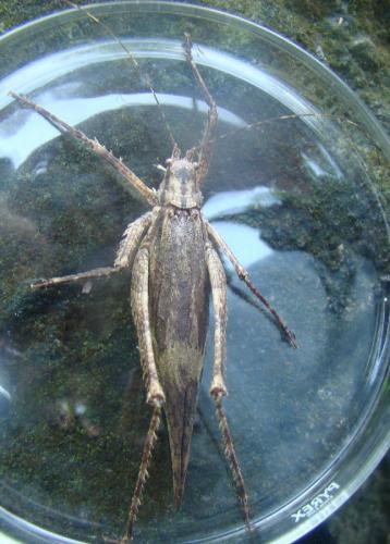 Xerophyllopteryx fumosa