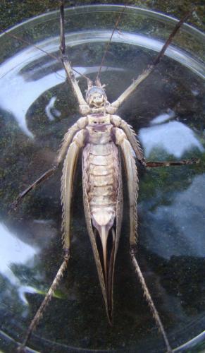 Xerophyllopteryx fumosa