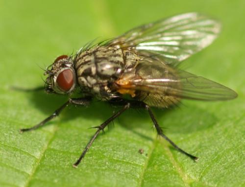 Réf. 38 818 : Phaonia serva