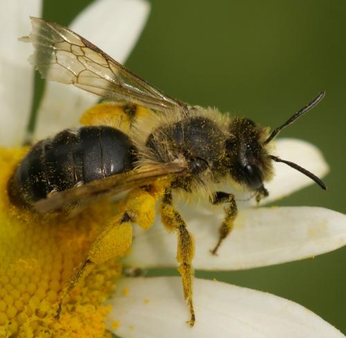 Andrena sp.