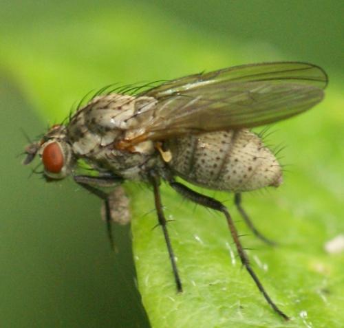 Hylemya sp.