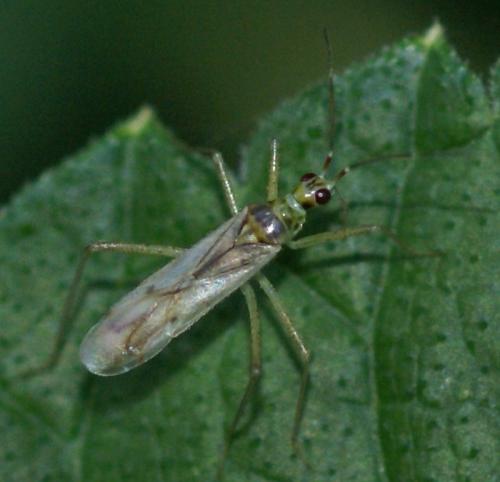Réf. 38 898 : Dicyphus sp.