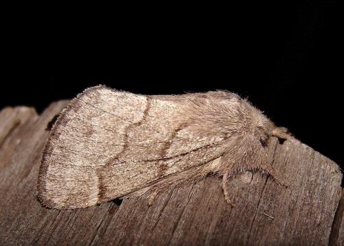 Réf. 38 089 : Trichiura crataegi