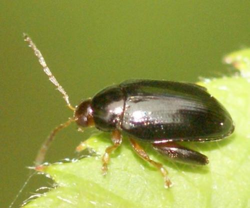 Réf. 38 896 : Psylliodes sp.