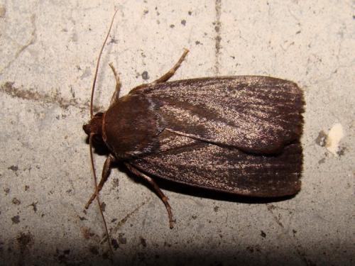 Réf. 38 212 : Amphipyra livida