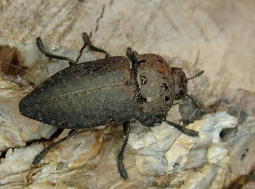 Réf. 38 314 : Capnodis tenebricosa