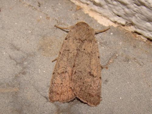 Réf. 38 401 : Xestia castanea