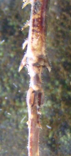 Xerophyllopteryx fumosa