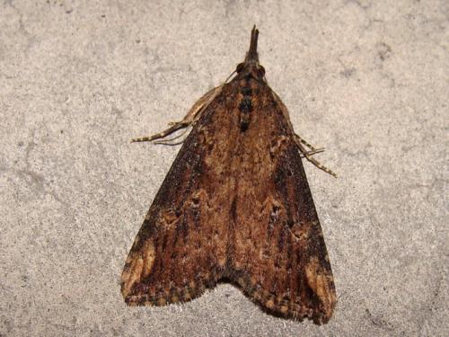 Réf. 38 527 : Hypena obesalis