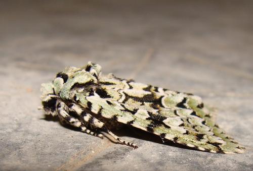 Griposia aprilina